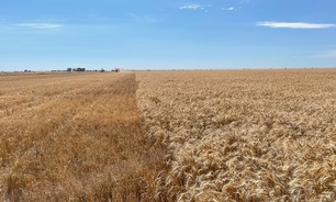 US trade deal with Indonesia could impact Australian wheat exports to the market. 