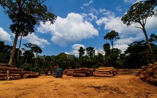 'New cropland cannot come from deforestation': McKinsey raises alarm over growing land use pressure 
