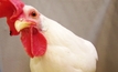 Chicken producers furious with RSPCA accreditation