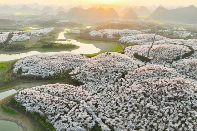 GloriousGuizhou | Flower appreciation economy booms in SW China's Guizhou