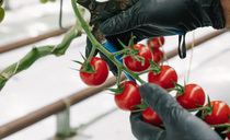 Ending reliance on imports could generate £1.9bn for farmers