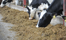 Manage feed availability to reduce the risk of ketosis in dairy cows