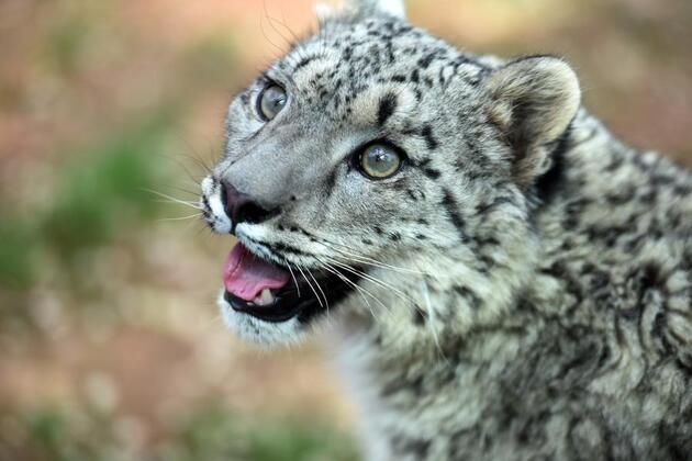"Snow Leopard City" in NW China serves as urban conservation model