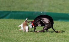 Farmer threatened with catapult during hare coursing incident