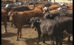  New Zealand ban the export of all live cattle