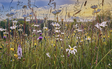 Amey launches first Nature Positive Strategy