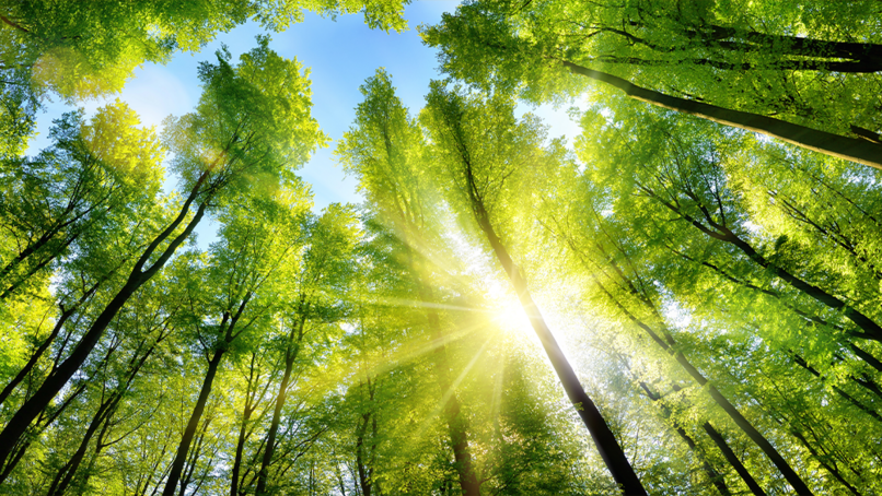 Image: Smileus/Shutterstock