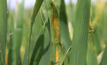 New SDHI included in latest fungicide performance data