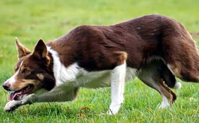 New world record of 20,000 set for a sheep dog in online sale