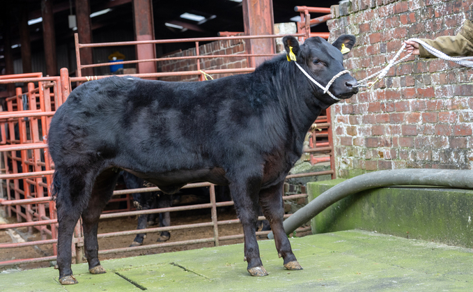 Top price Limousin sired heifer from J.N. Swinbank