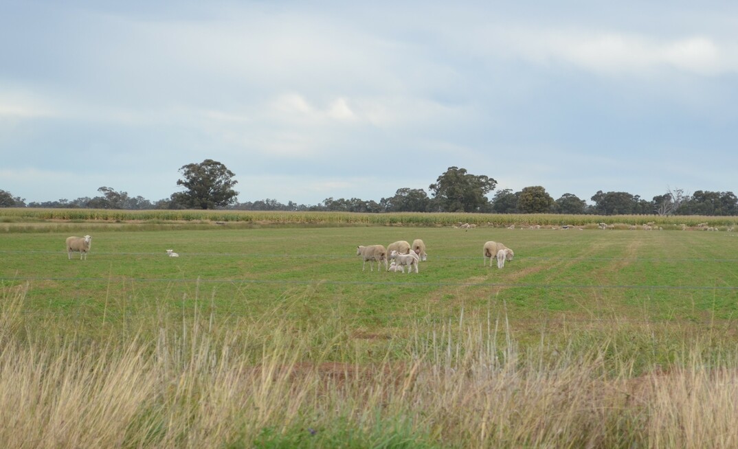 Grazing land prices remain steady across Australia according to Rabobank's latest outlook. Photo: Mark Saunders.