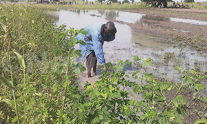 Famine looms Katakwi, residents cry for relief Famine looms Katakwi, residents cry for relief