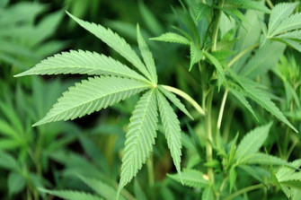 Pennsylvania House advances bill legalizing recreational marijuana