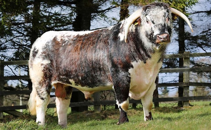H&H timed on-line Longhorn sale sees a top price of 3,200gns