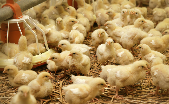 APHA has confirmed the serotype as salmonella typhimurium at a hatchery in the east of England,