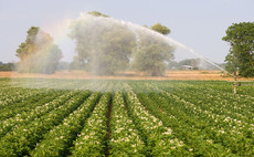 Potato growers cutting back acreages