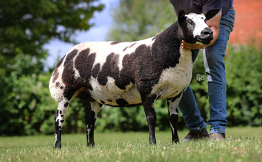 Sales round up: Dutch Spotted sell to 9,000gns, new Dairy Shorthorn record, opening store lambs at Bentham and much more