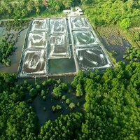 Model baru restorasi agar tambak udang bisa berdampingan dengan pemulihan mangrove
