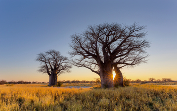 Botswana copper-silver catches BHP fancy 