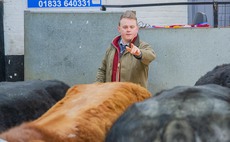 Quality in demand at marts - Young auctioneers look forward to 2024