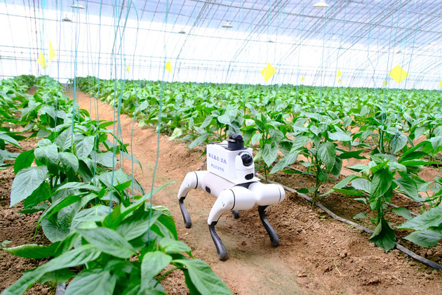 From robot dogs to homegrown seeds: how technology is transforming China's vegetable powerhouse