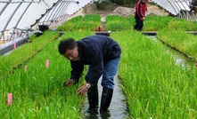 Waterlogging tolerant barley breakthrough