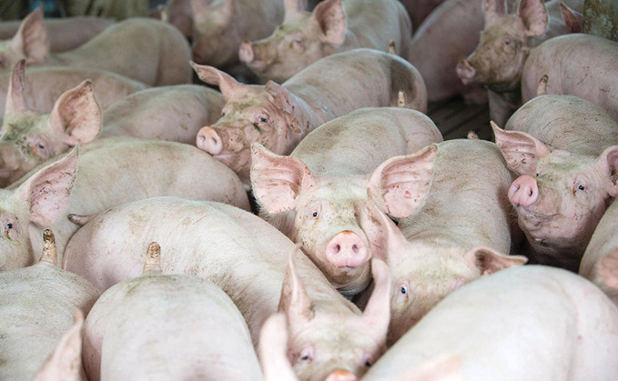 Brexit red tape leads to 'unnecessary' slaughter of thousands of pigs