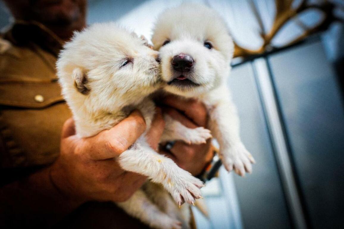 Dire wolf scientists should knowde-extinction is a fools errand (Opinion)