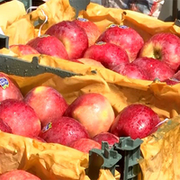 "Ban Turkey" trend gains momentum in Pune as traders boycott Turkish apples amid India-Pak tensions