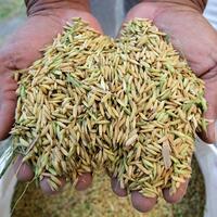 Asia Album: Indonesia records historic rice reserves at 4.2 mln tons following production surge