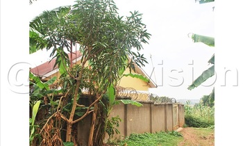 A mango tree planted near a house 350x210