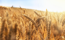 Farmers facing low yields following heatwave