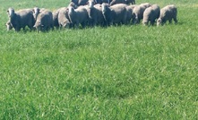 Grazing ryegrass reduces methane emissions