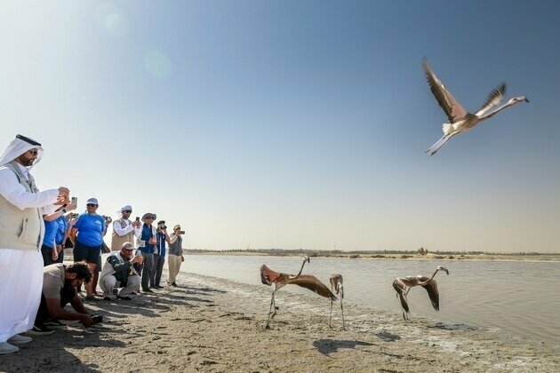 EAD, Yas SeaWorld Research & Rescue Centre rehabilitate, release 10 greater flamingos from Al Wathba Wetland Reserve