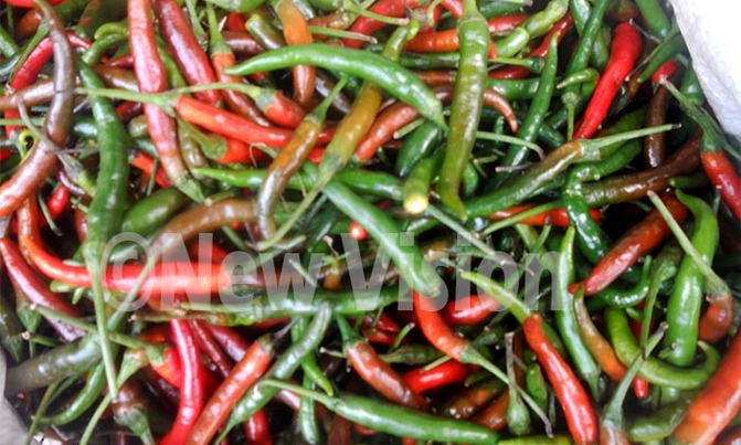 Eating chili pepper could help improve your health Eating chili pepper could help improve your health