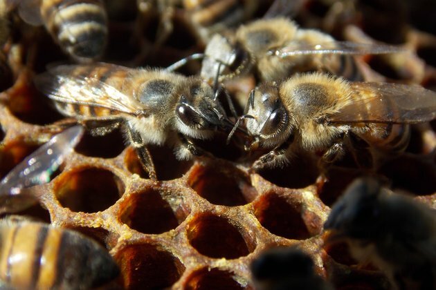 How beetles trick bees into feeding them food rich in nutrients