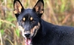 Technology useful for curbing wild dogs