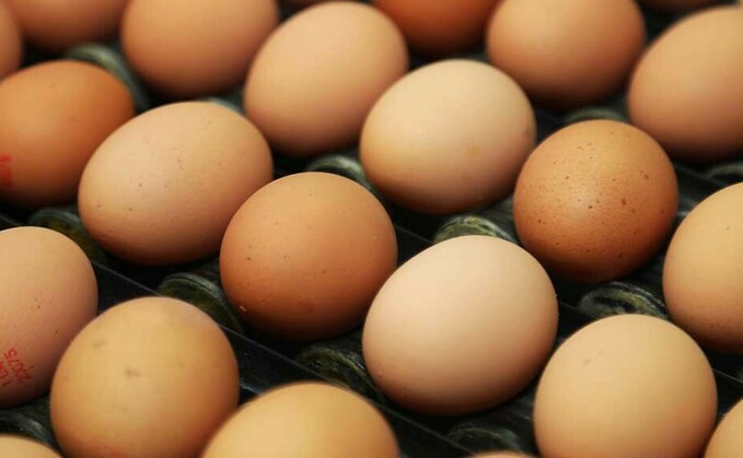 'Resilient' egg supply chains must see price increase for producers amid shortages