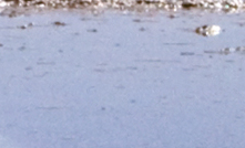  Brine pool & flamingo on the Atacama Salt Flats with the Licancabur Volcano in the distance