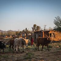 (Hello Africa) Steep U.S. tariff hits Lesotho's textile industry hard