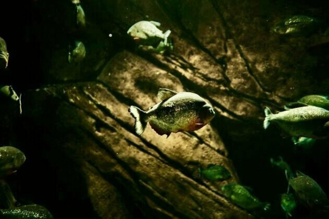 Australia's rivers play secret symphonies. Click to hear what this underwater world is telling us