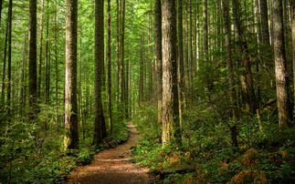 Study: Core Carbon Principle-labelled credits command 25 per cent price premium