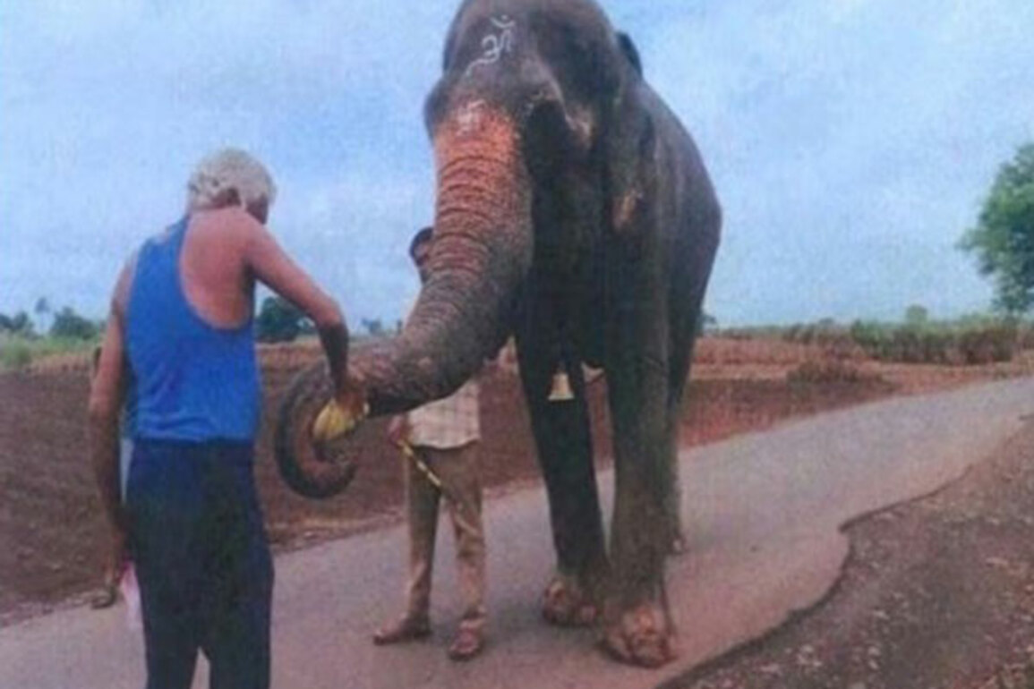 Bombay HC approves transfer of elephant Mahadevi to Gujarat sanctuary backed by Anant Ambani's Radhe Krishna Trust