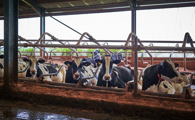 An emerging area of research is looking at the links between a cow's immune system and the development of digital dermatitis. 