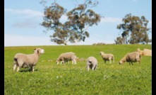  New research on sheep production in legume pasture systems.