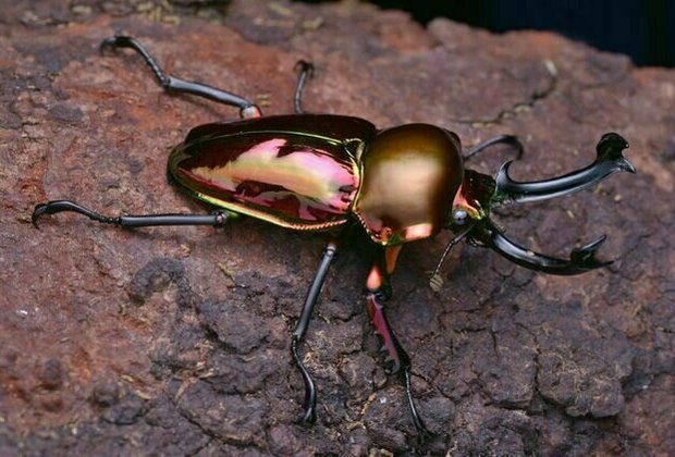 Australia boasts some of the world's most stunning beetles. Look out for these 5 beauties this summer