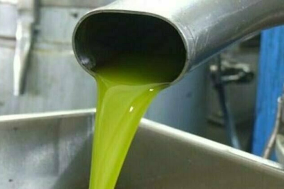 Syria produces 122,000 tons of olive oil