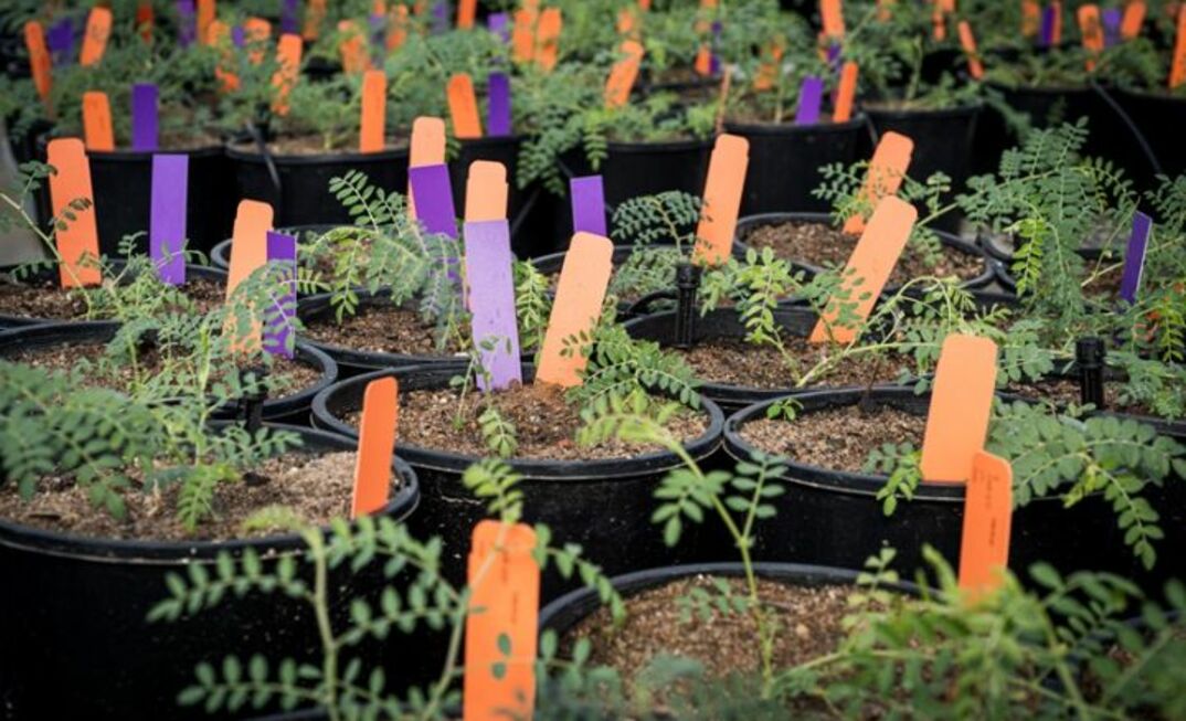 CSIRO said AI can help it target new, sustainable crops.