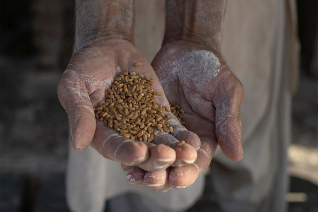 Wheat mismanagement triggers flour crisis in Pakistan