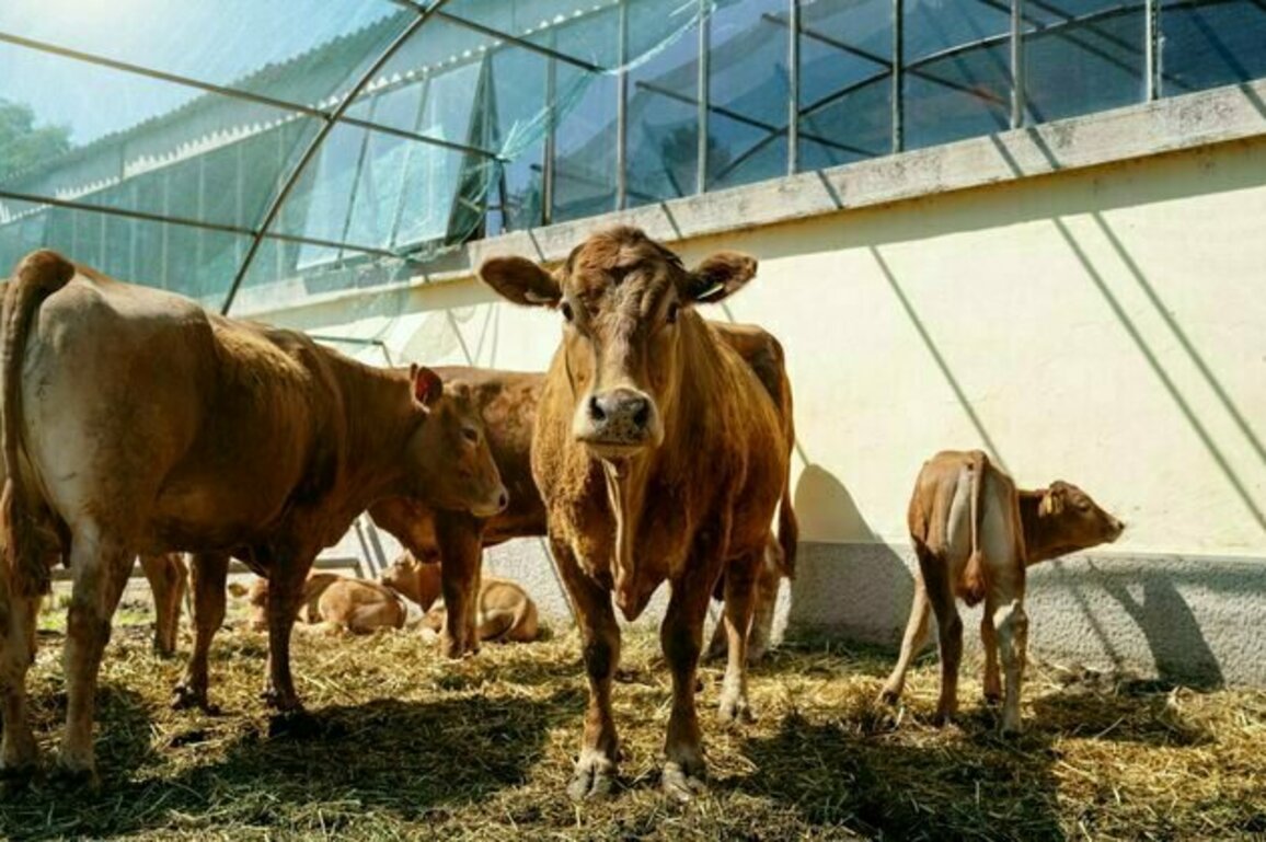 The shortcut to less warming? It runs through a farm field
